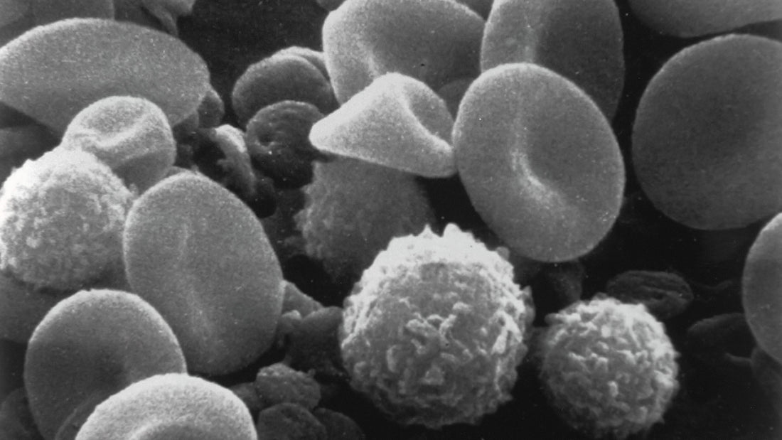 Schwarz-Weiß Bild von Blutkörperchen